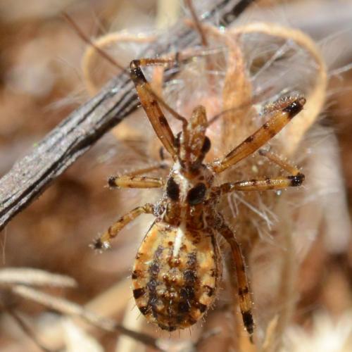 Réf. 278 444 : Rhynocoris sp.